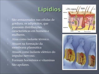    São armazenados nas células de
    gordura, os adipócitos, que
    possuem distribuições
    características em homens e
    mulheres.
   Atua como isolante térmico.
   Atuam na formação da
    membrana plasmática
   Atuam como isolante elétrico do
    impulso nervoso.
   Formam hormônios e vitaminas
   São apolares.
 