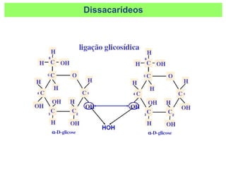 Dissacarídeos
 