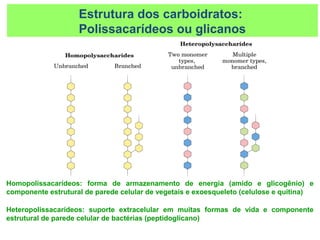 Homopolissacarídeos: forma de armazenamento de energia (amido e glicogênio) e
componente estrutural de parede celular de vegetais e exoesqueleto (celulose e quitina)
Heteropolissacarídeos: suporte extracelular em muitas formas de vida e componente
estrutural de parede celular de bactérias (peptidoglicano)
Estrutura dos carboidratos:
Polissacarídeos ou glicanos
 
