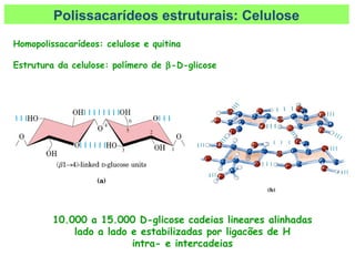 Homopolissacarídeos: celulose e quitina
Estrutura da celulose: polímero de β-D-glicose
10.000 a 15.000 D-glicose cadeias lineares alinhadas
lado a lado e estabilizadas por ligacões de H
intra- e intercadeias
Polissacarídeos estruturais: Celulose
 