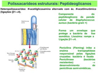 Heteropolissacarídeo: N-acetilglicosamina alternado com ác. N-acetilmurâmico
(ligações (β1→4).
Componente do
peptideoglicano da parede
celular de Staphylococcus
aureus (bactéria gram +)
Forma um envelope que
protege a bactéria de lise
osmótica. Lisozima: rompe a
Ligação β1→4.
Penicilina (Fleming) inibe a
enzima transpeptidase
responsável pelas ligações
cruzadas: bactéria é lisada
Penicilinase (bactérias
resistentes) →
desenvolvimento de
penicilinas semi-sintéticas.
Polissacarídeos estruturais: Peptídeoglicanos
 