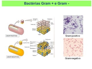 Bactérias Gram + e Gram -
 