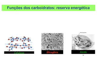 AmidoGlicogênioCelulose
Funções dos carboidratos: reserva energética
 