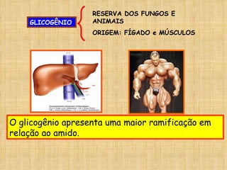 GLICOGÊNIO RESERVA DOS FUNGOS E ANIMAIS ORIGEM: FÍGADO e MÚSCULOS O glicogênio apresenta uma maior ramificação em relação ao amido.  