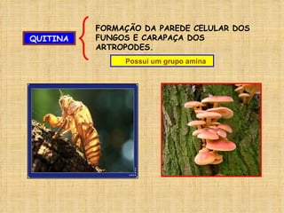 QUITINA FORMAÇÃO DA PAREDE CELULAR DOS FUNGOS E CARAPAÇA DOS ARTROPODES. Possui um grupo amina 