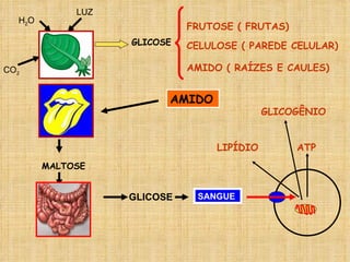 CO 2 H 2 O LUZ GLICOSE FRUTOSE ( FRUTAS) CELULOSE ( PAREDE CELULAR) AMIDO ( RAÍZES E CAULES) MALTOSE AMIDO GLICOSE SANGUE ATP GLICOGÊNIO LIPÍDIO 