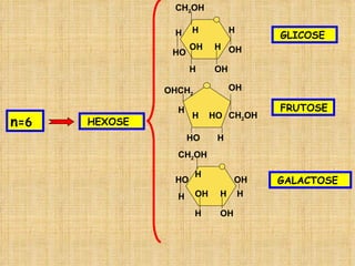 n =6 HEXOSE GLICOSE FRUTOSE GALACTOSE CH 2 OH OH H H OH H OH H H HO OHCH 2 HO H CH 2 OH OH H HO H CH 2 OH HO OH H OH H H OH H H 