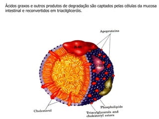 Ácidos graxos e outros produtos de degradação são captados pelas células da mucosa intestinal e reconvertidos em triacilgliceróis. 