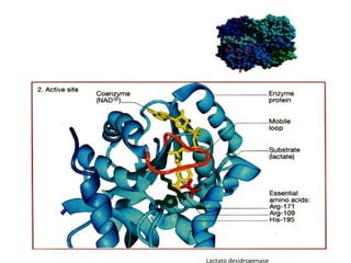 Lactato desidrogenase 