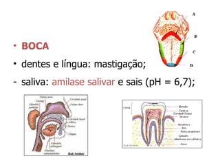 BOCA dentes e língua: mastigação; saliva:  amilase salivar  e sais (pH = 6,7); 