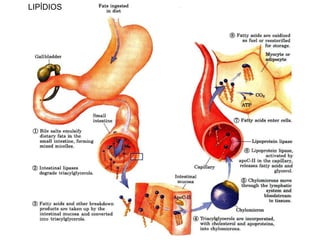 LIPÍDIOS 