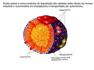 Ácidos graxos e outros produtos de degradação são captados pelas células da mucosa intestinal e reconvertidos em triacilgliceróis e transportados por quilomícrons. 