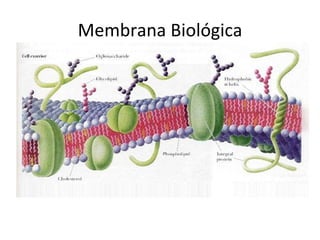 Membrana Biológica 
