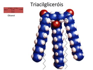Triacilgliceróis Glicerol 