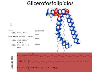 Glicerofosfolipídios X: etanolamina colina serina glicerol 