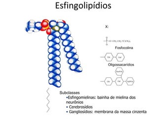 Esfingolipídios X: Fosfocolina Oligossacarídios Subclasses Esfingomielinas: bainha de mielina dos neurônios Cerebrosídios Gangliosídios: membrana da massa cinzenta 
