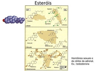 Esteróis Hormônios sexuais e da córtex da adrenal. Ex.: testosterona 