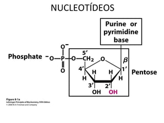NUCLEOTÍDEOS NUCLEOTÍDEOS 