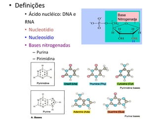 Definições Ácido nucléico: DNA e RNA Nucleotídio Nucleosídio Bases nitrogenadas Purina Pirimidina Base  Nitrogenada 