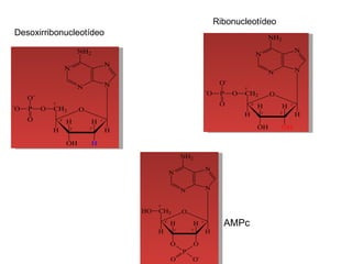 Ribonucleotídeo Desoxirribonucleotídeo AMPc 