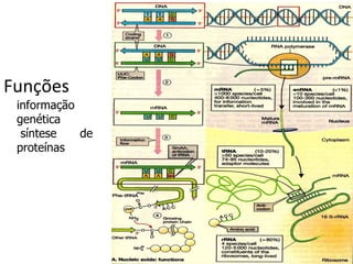 Funções informação genética  síntese de proteínas   
