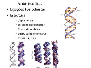 Ácidos Nucléicos Ligações Fosfodiéster Estrutura dupla hélice sulcos maior e menor fitas antiparalelas bases complementares formas A, B e Z 