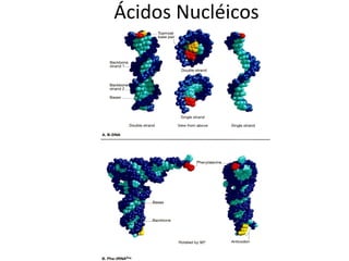 Ácidos Nucléicos 