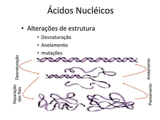 Ácidos Nucléicos Alterações de estrutura Desnaturação Anelamento mutações Desnaturação Separação das fitas Anelamento Pareamento 