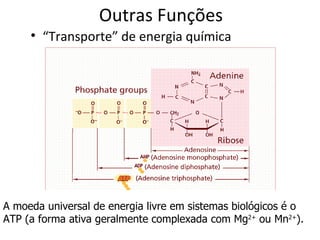 A moeda universal de energia livre em sistemas biológicos é o ATP (a forma ativa geralmente complexada com Mg 2+  ou Mn 2+ ).  Outras Funções “ Transporte” de energia química 
