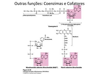 Outras funções: Coenzimas e Cofatores 