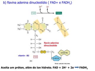 b) flavina adenina dinucleotídio ( FAD+ e FADH 2 ) Aceita um próton, além do íon hidreto. FAD + 2H +  + 2e -  --- FADH 2 