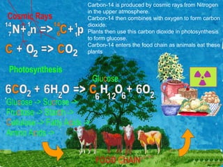 Carbon-14 is produced by cosmic rays from Nitrogen in the upper atmosphere. Carbon-14 then combines with oxygen to form carbon dioxide. Plants then use this carbon dioxide in photosynthesis to form glucose. Carbon-14 enters the food chain as animals eat these plants 
