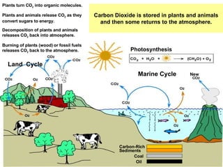 Carbon Dioxide is stored in plants and animals and then some returns to the atmosphere. Marine Cycle   Photosynthesis  Plants turn CO 2  into organic molecules.   Plants and animals release CO 2  as they convert sugars to energy. Decomposition of plants and animals releases CO 2  back into atmosphere. New   Burning of plants (wood) or fossil fuels releases CO 2  back to the atmosphere. Carbon-Rich  Sediments  Oil  Coal  Land  Cycle   