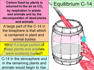 Equilibrium C-14 What if a large portion of these plants and animals were suddenly buried? Carbon fixed by plants is returned to the air as CO 2 by respiration in plants  and animals and by the decomposition of dead plants and animals A large part of the C-14 in the biosphere is that which is contained in plant and animal bodies C-14 in the atmosphere and in the remaining plants and animals would begin to rise. 
