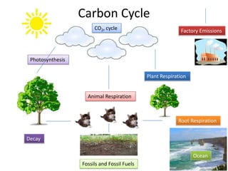 Carbon Cycle
                       CO2, cycle                          Factory Emissions




 Photosynthesis

                                             Plant Respiration


                    Animal Respiration



                                                          Root Respiration


Decay

                                                                 Ocean
                  Fossils and Fossil Fuels
 