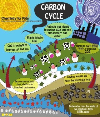 Chemistry for Kids

CARBON
CYCLE

http://mocomi.com/learn/science/chemistry/

Plants inhale
CO2
CO2 is exchanged
between air and sea.

Sea creatures build
their shells from
dissolved carbonates.

Animals eat plants
releasing CO2 into the
atmosphere and
water.

humans burn fossil
fuels, releasing

CO2

Ancient animals and
fuels
plants become fossil

COAL

Carbonates from the shells of
sea creatures form
LIMESTONE

 