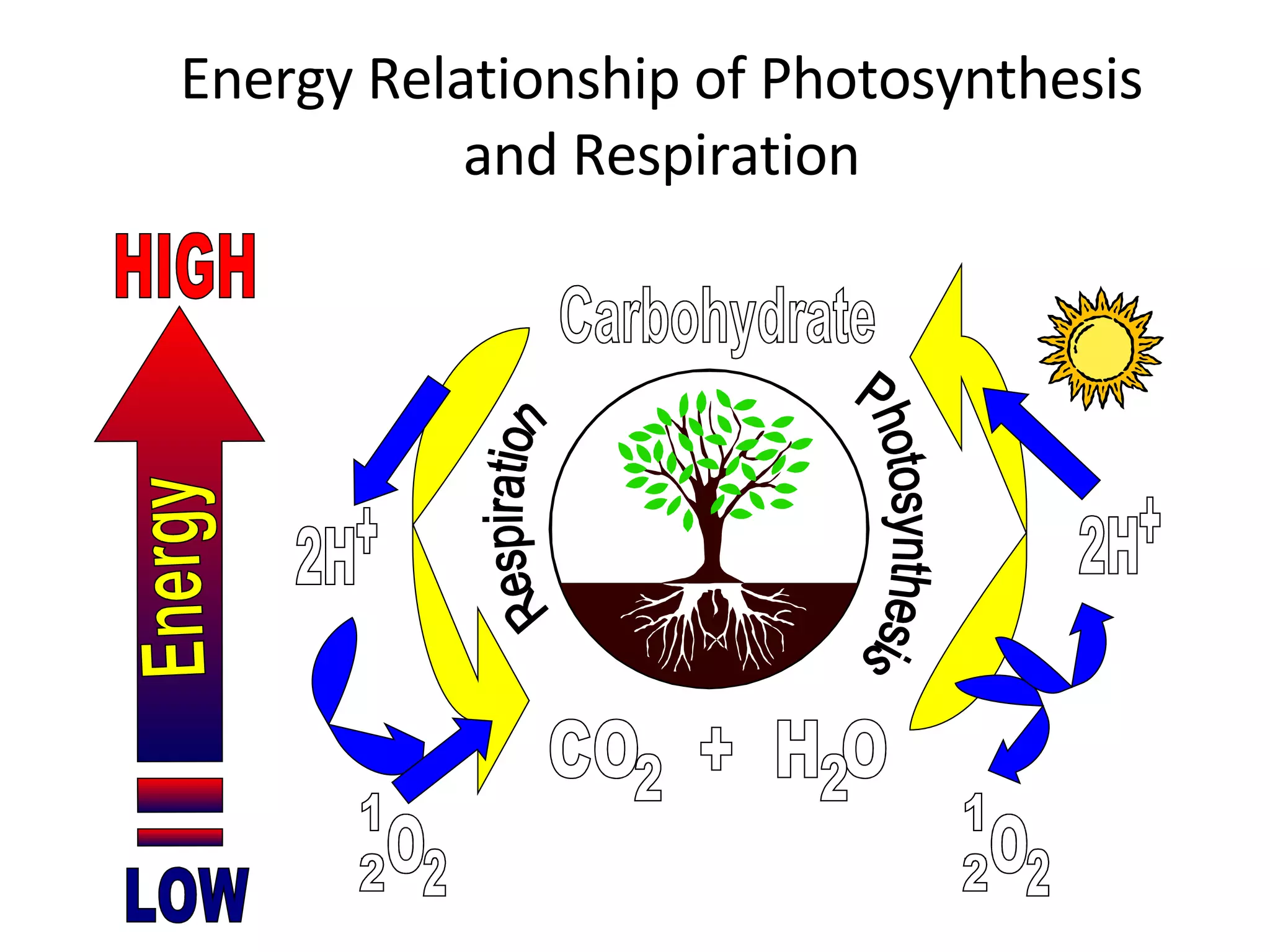 Energy Relationship of Photosynthesis and Respiration Carbohydrate Respiration Photosynthesis CO  +  H O 2 2 2 O 1_2 LOW HIGH Energy 2H + 2H + 2 O 1_2 