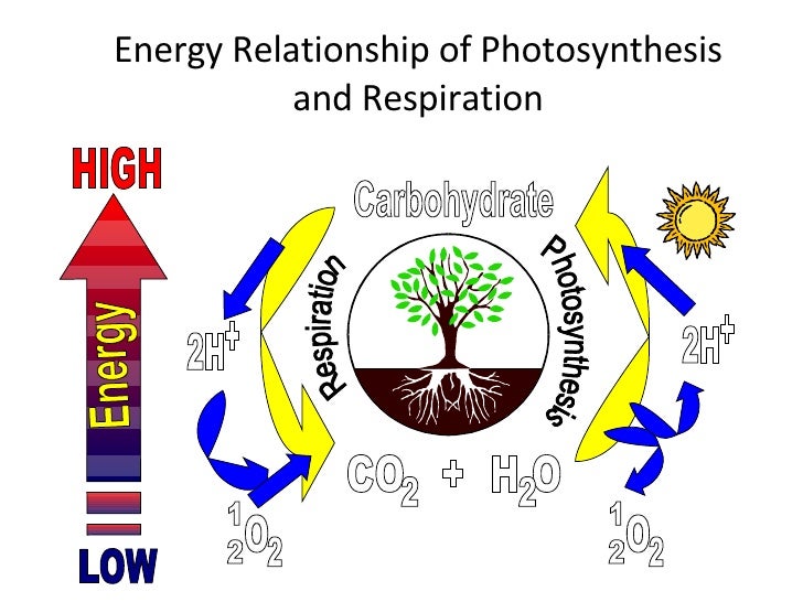 Carbon Dioxide Injection