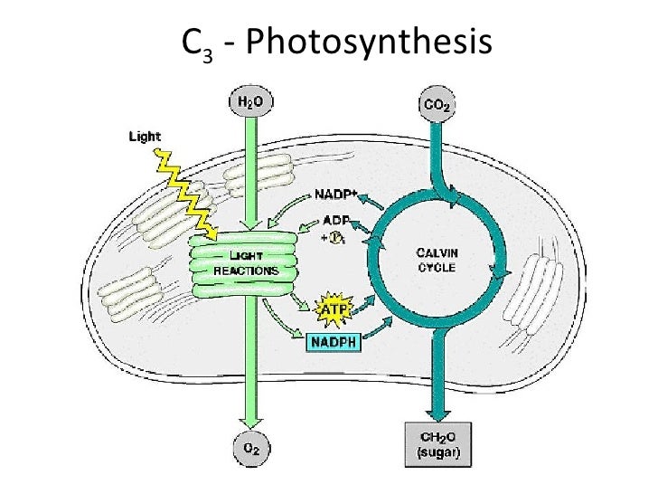 Carbon Dioxide Injection