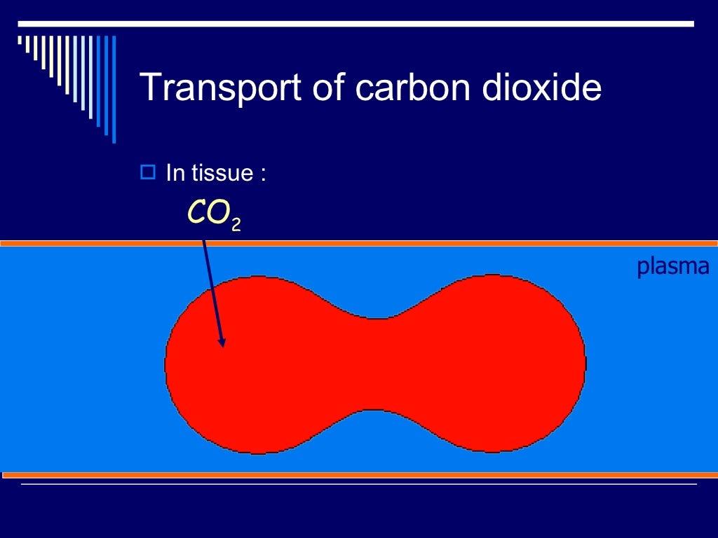 Carbon Dioxide Transport