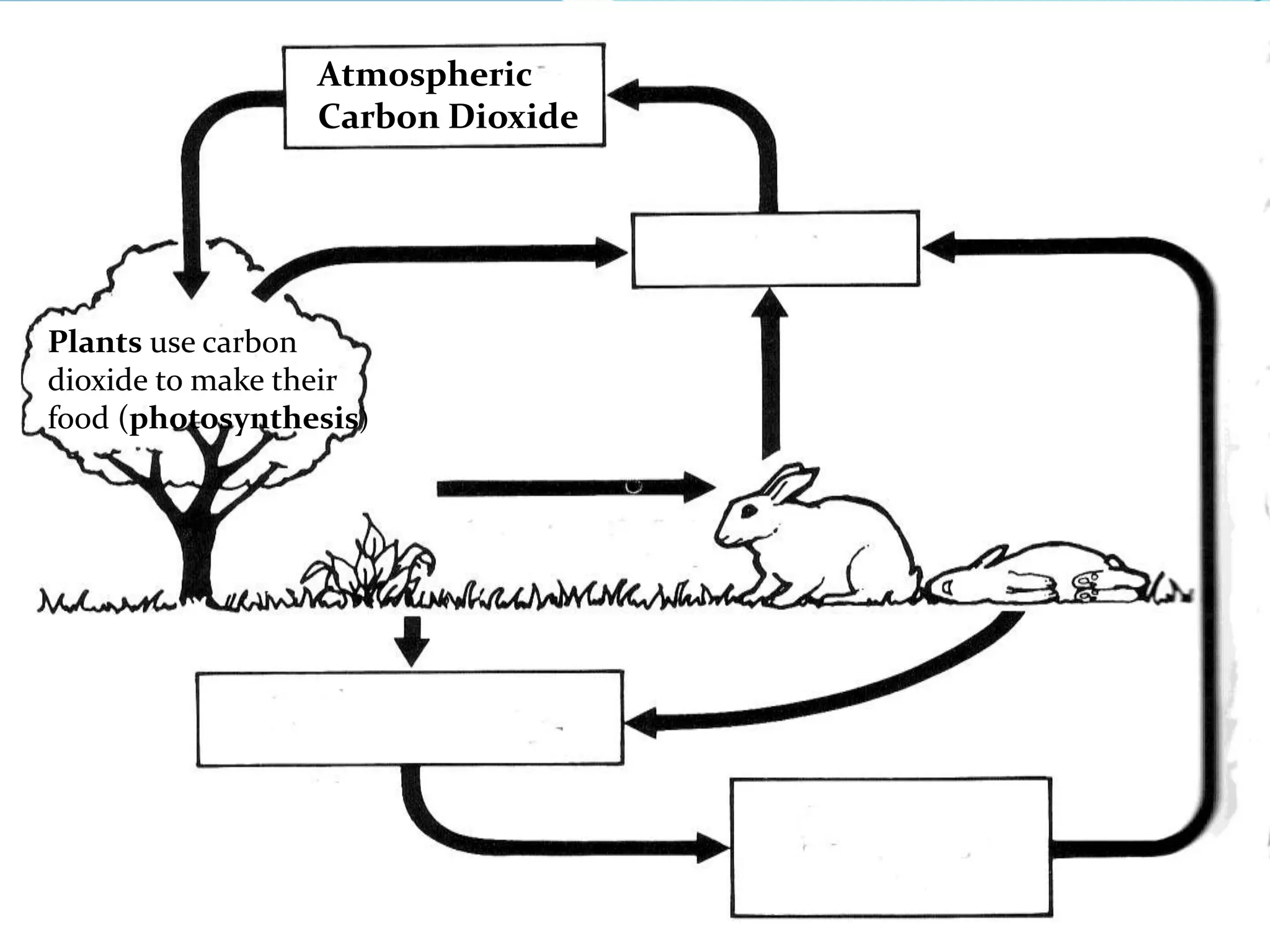 Atmospheric
                 Carbon Dioxide




Plants use carbon
dioxide to make their
food (photosynthesis)
 