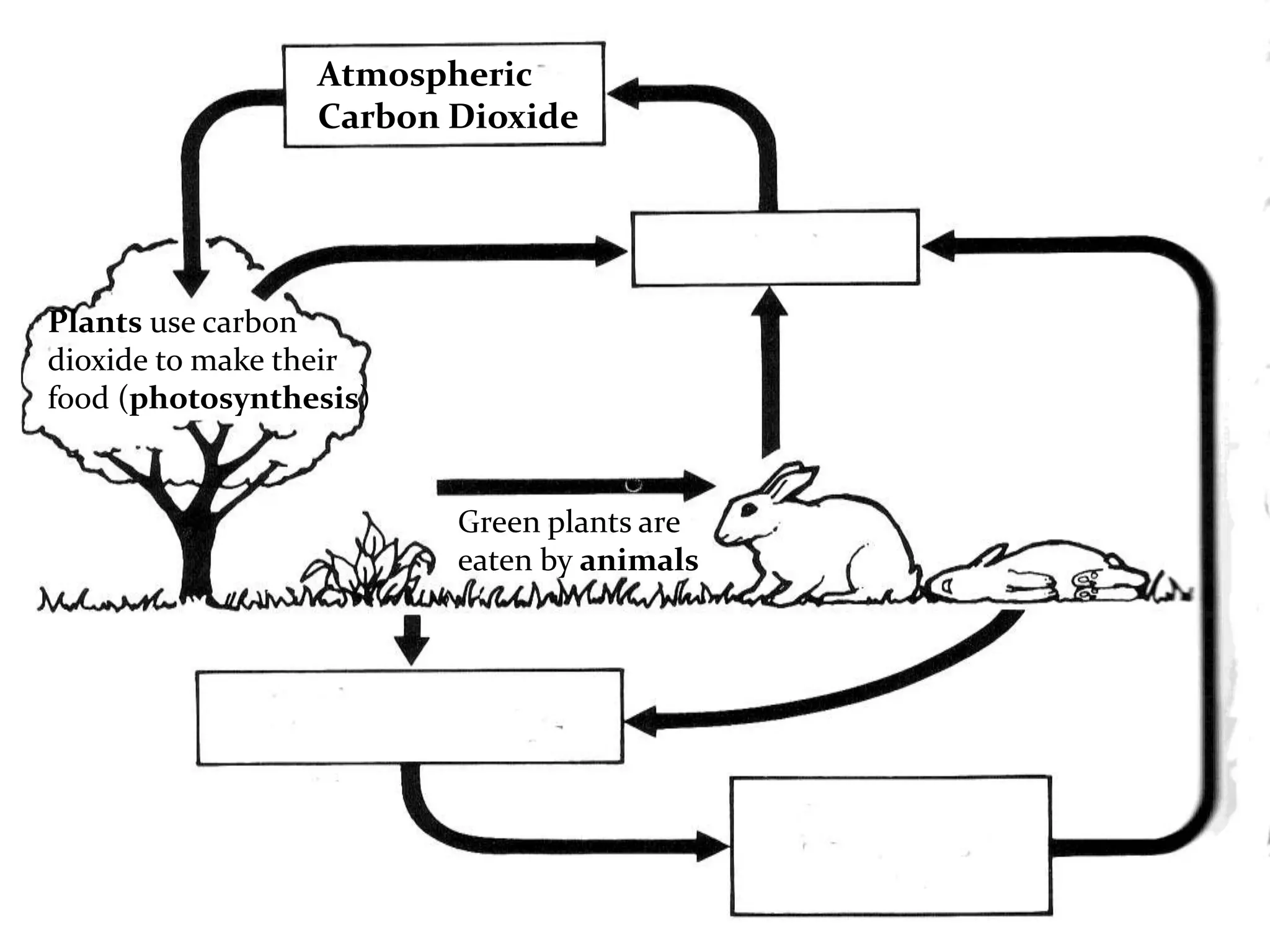 Atmospheric
                 Carbon Dioxide




Plants use carbon
dioxide to make their
food (photosynthesis)


                        Green plants are
                        eaten by animals
 