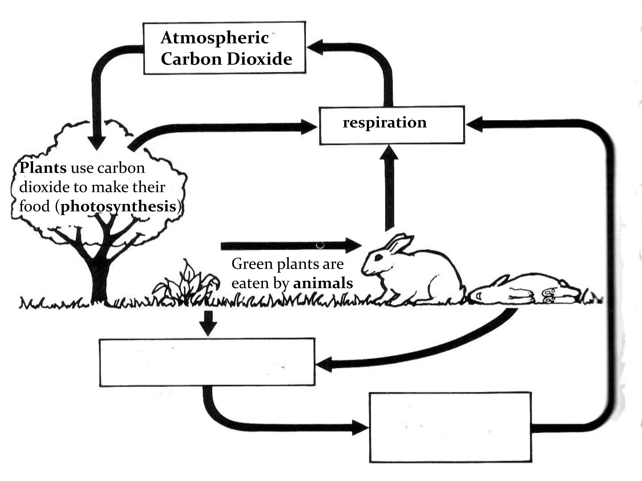 Atmospheric
                  Carbon Dioxide


                                       respiration

Plants use carbon
dioxide to make their
food (photosynthesis)


                         Green plants are
                         eaten by animals
 