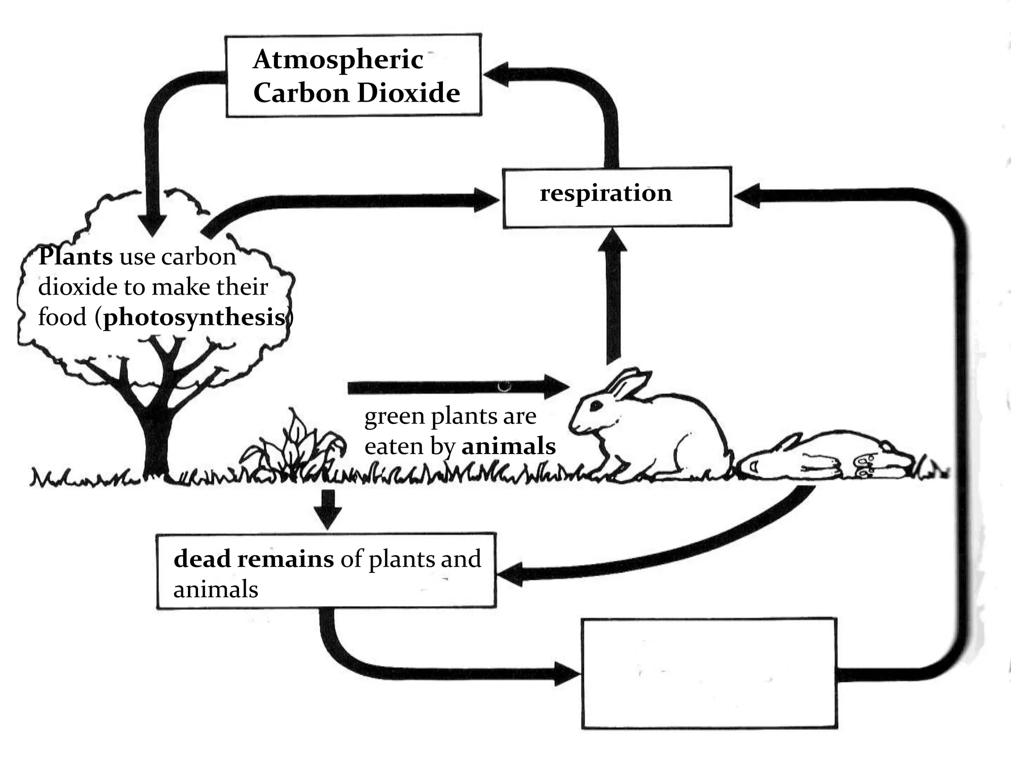 Atmospheric
                 Carbon Dioxide


                                         respiration

Plants use carbon
dioxide to make their
food (photosynthesis)


                           green plants are
                           eaten by animals



           dead remains of plants and
           animals
 