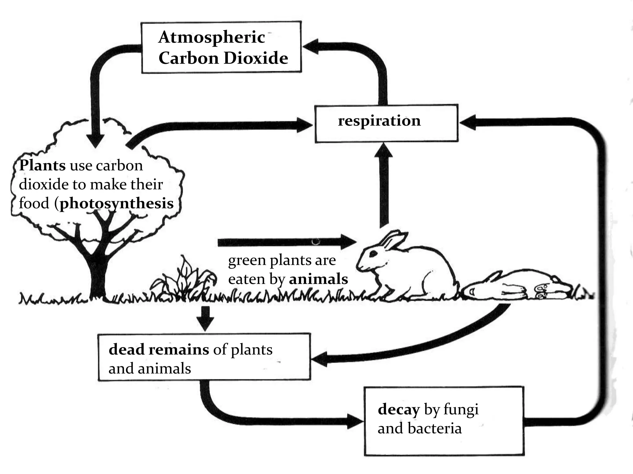 Atmospheric
                  Carbon Dioxide


                                          respiration

Plants use carbon
dioxide to make their
food (photosynthesis


                            green plants are
                            eaten by animals



            dead remains of plants
            and animals

                                               decay by fungi
                                               and bacteria
 