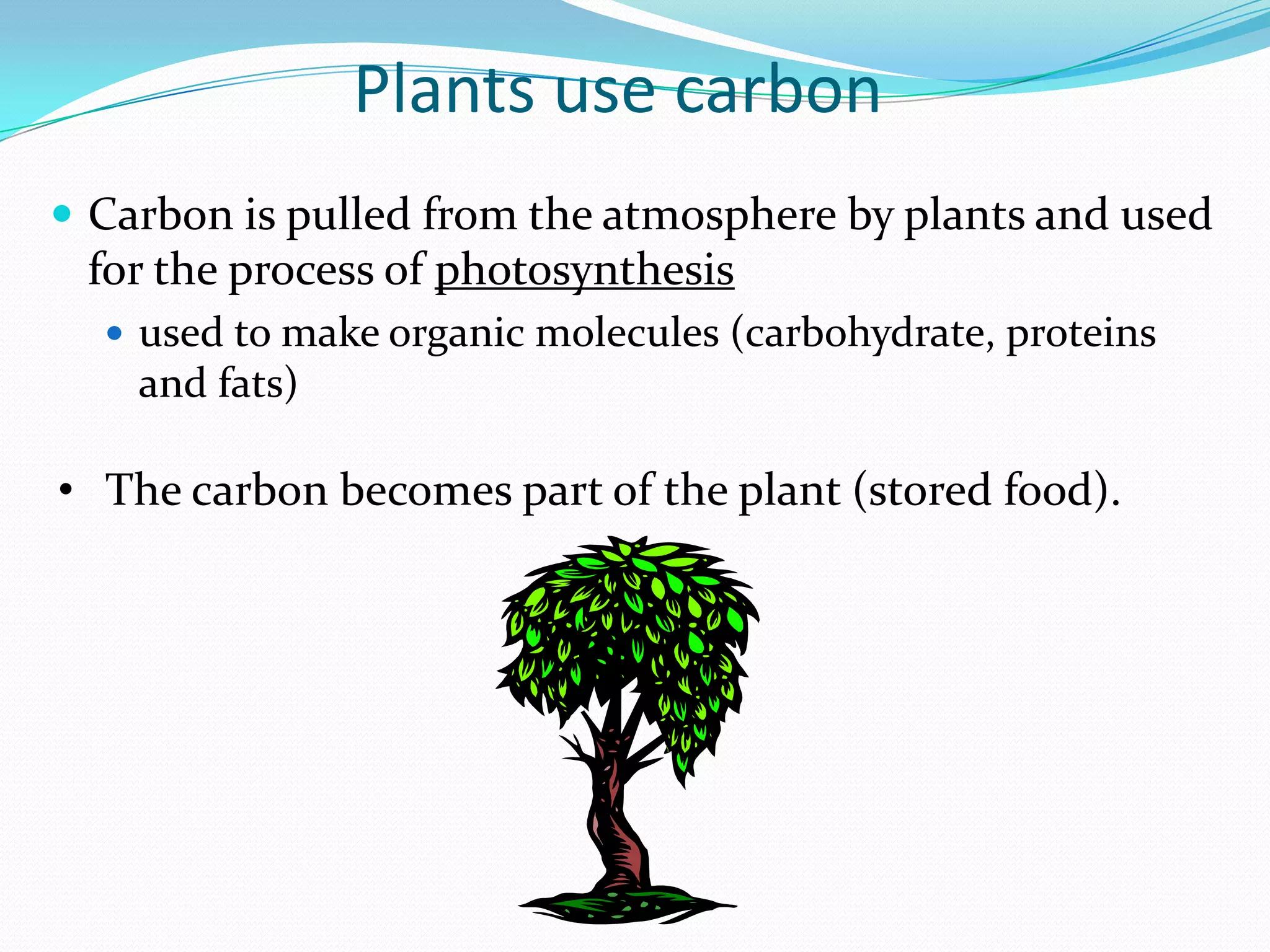 Plants use carbon
 Carbon is pulled from the atmosphere by plants and used
 for the process of photosynthesis
   used to make organic molecules (carbohydrate, proteins
    and fats)

• The carbon becomes part of the plant (stored food).
 