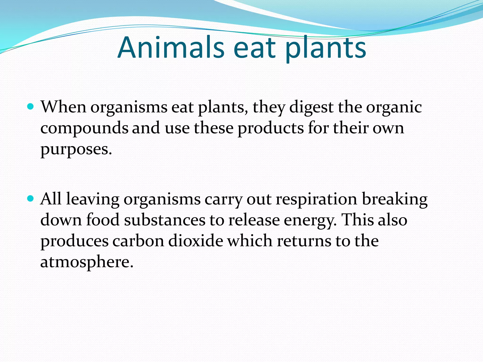 Animals eat plants
 When organisms eat plants, they digest the organic
 compounds and use these products for their own
 purposes.

 All leaving organisms carry out respiration breaking
 down food substances to release energy. This also
 produces carbon dioxide which returns to the
 atmosphere.
 