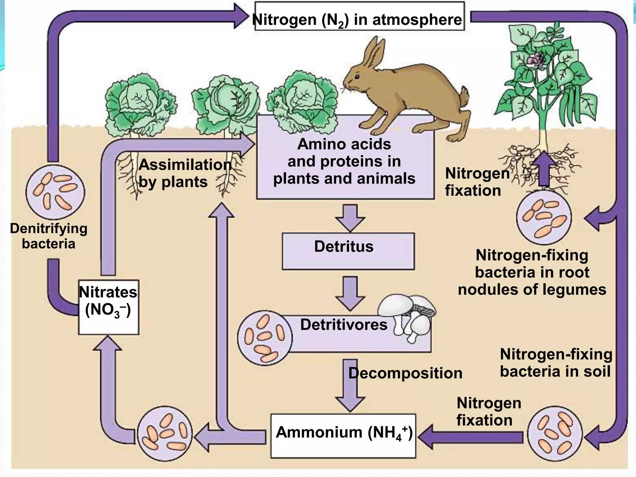 Nitrogen (N2) in atmosphere




                                         Amino acids
                     Assimilation       and proteins in
                                      plants and animals    Nitrogen
                     by plants
                                                            fixation

Denitrifying
 bacteria                                  Detritus
                                                                Nitrogen-fixing
                                                                bacteria in root
          Nitrates                                            nodules of legumes
           (NO3–)
                                          Detritivores
                                                                   Nitrogen-fixing
                                                Decomposition      bacteria in soil
                                                              Nitrogen
                                                              fixation
                                       Ammonium (NH4+)
 