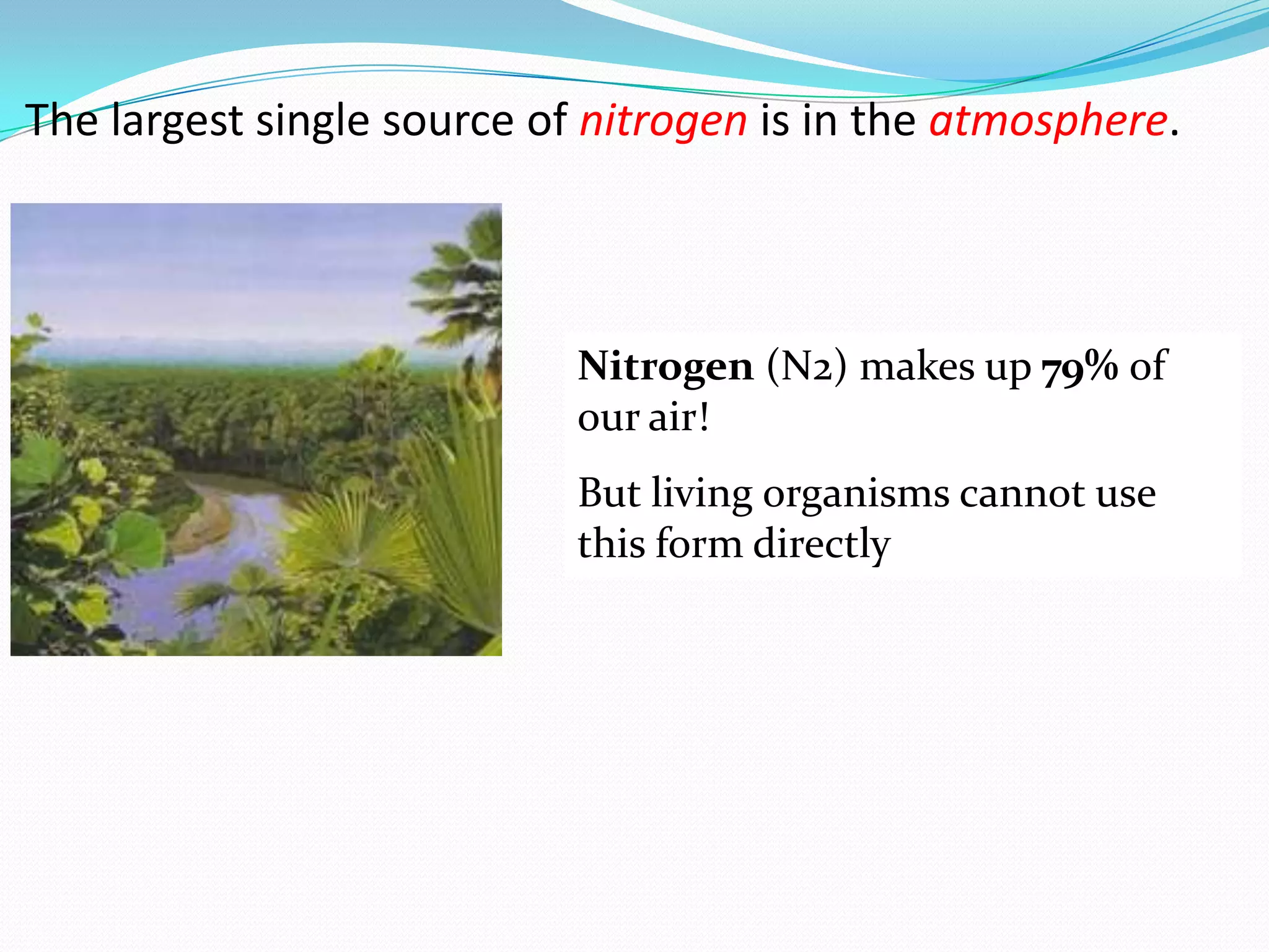 The largest single source of nitrogen is in the atmosphere.



                            Nitrogen (N2) makes up 79% of
                            our air!
                            But living organisms cannot use
                            this form directly
 