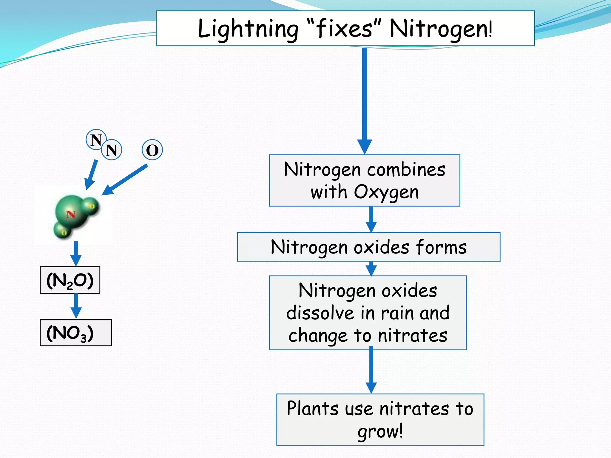 Lightning “fixes” Nitrogen!



    N
        N   O
                       Nitrogen combines
                          with Oxygen

                      Nitrogen oxides forms
(N2O)
                         Nitrogen oxides
                        dissolve in rain and
(NO3)                   change to nitrates


                        Plants use nitrates to
                                grow!
 